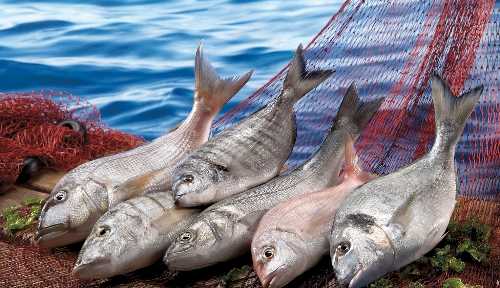 2011'de 120 bin ton balık tükettik